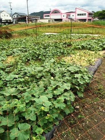 ころたん6月24日撮影1.jpg