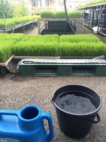 水稲育苗6月10日.jpg