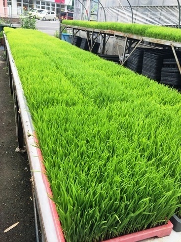 水稲育苗6月11日.jpg