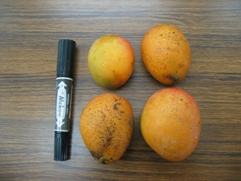chicchanamango-.jpg