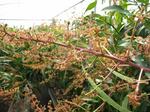 mango-2gatu12nichi.JPG