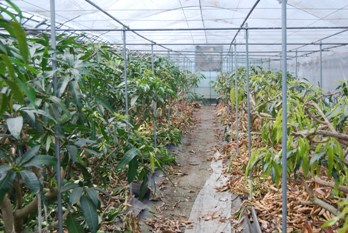 mango-7-1.JPG