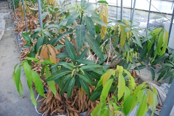 mango0982.jpg
