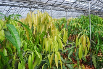 mango9-11-2.JPG